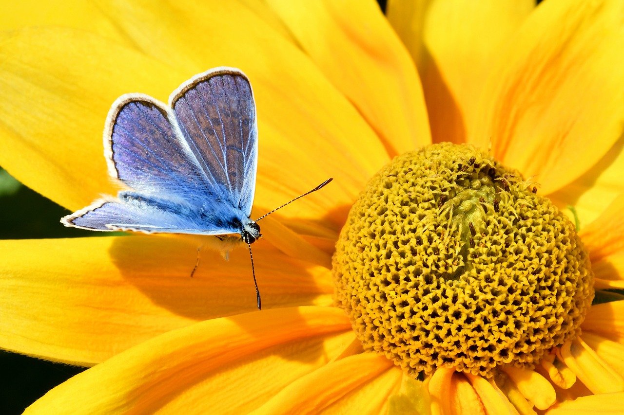 butterfly, flower background, nature, insect, flower wallpaper, flower, yellow, macro, beautiful flowers, forage-10125378.jpg